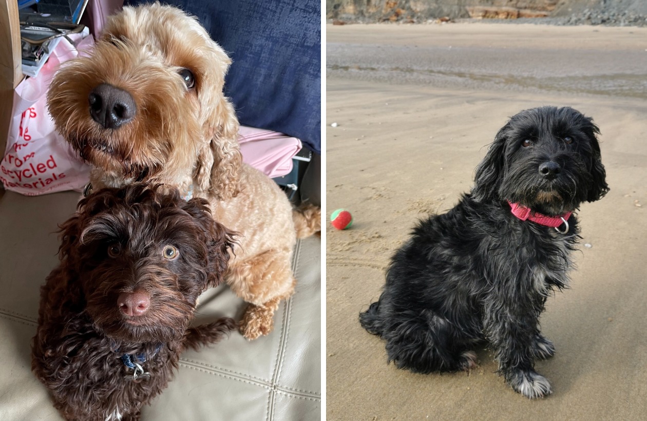 Danielle Youles three dogs, Archie, Alfie and Gracie.